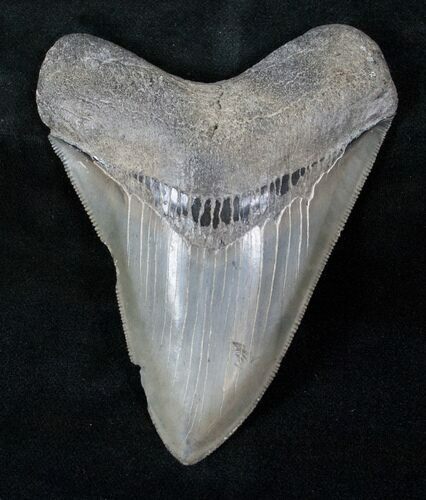 Serrated Megalodon Tooth - Medway Sound #12829